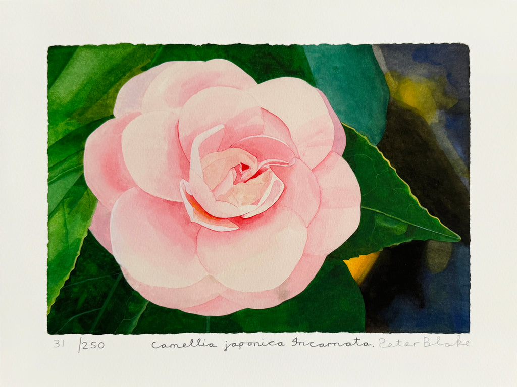 Peter Blake "Camellia Japonica Incarnata"